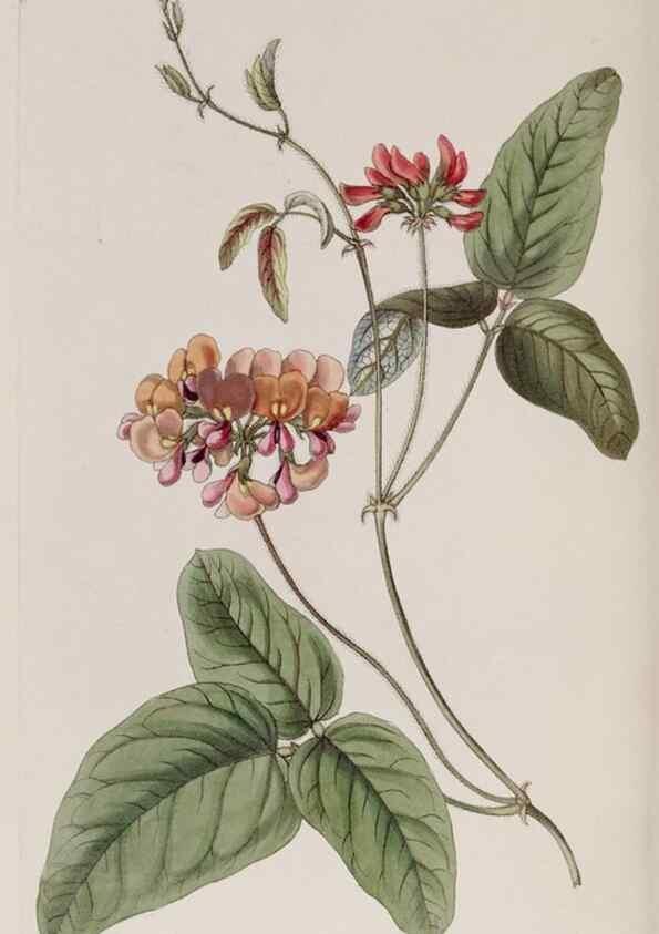 Reproducción/Reproduction 7949488908: Edwards's botanical register.. London :James Ridgway,1829-1847.