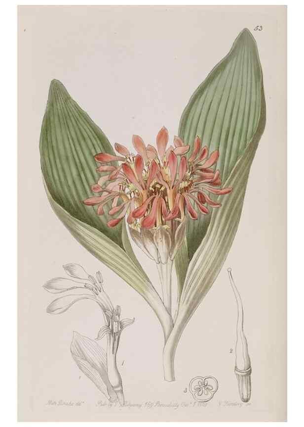 Reproducción/Reproduction 7949489734: Edwards's botanical register.. London :James Ridgway,1829-1847.