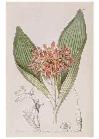 Reproducción/Reproduction 7949489734: Edwards's botanical register.. London :James Ridgway,1829-1847.