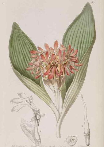 Reproducción/Reproduction 7949489734: Edwards's botanical register.. London :James Ridgway,1829-1847.