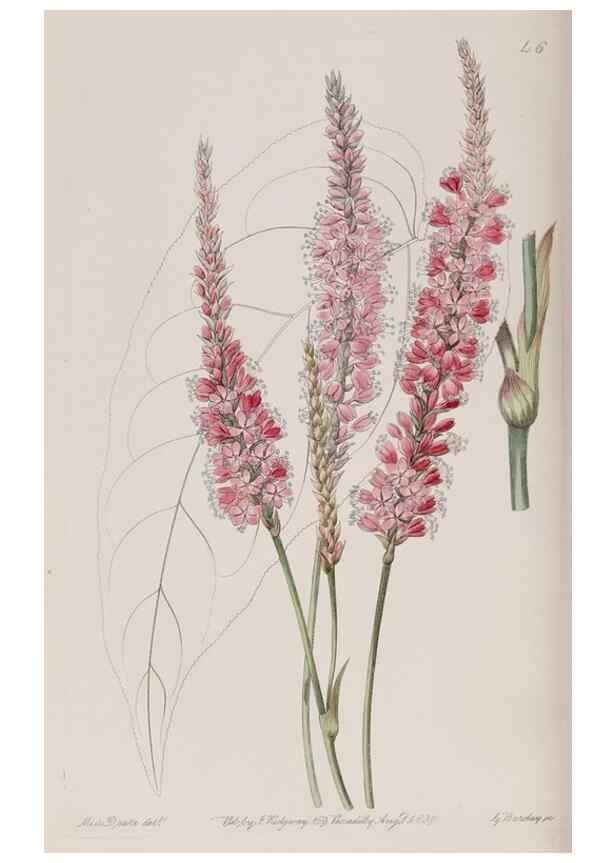 Reproducción/Reproduction 7949454176: Edwards's botanical register.. London :James Ridgway,1829-1847.