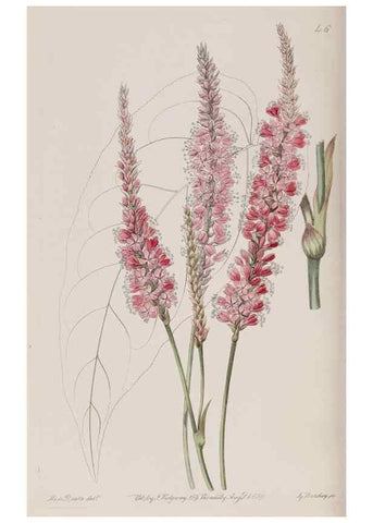Reproducción/Reproduction 7949454176: Edwards's botanical register.. London :James Ridgway,1829-1847.