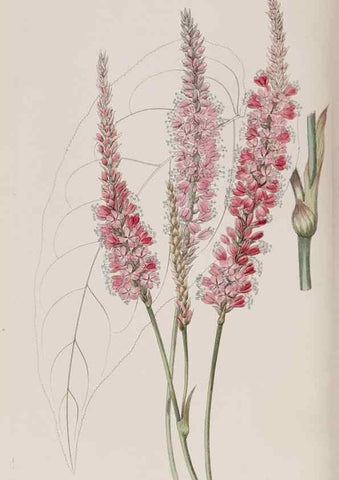 Reproducción/Reproduction 7949454176: Edwards's botanical register.. London :James Ridgway,1829-1847.