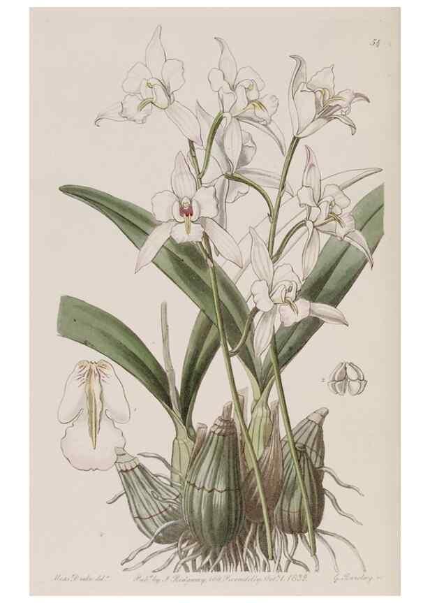 Reproducción/Reproduction 7949490478: Edwards's botanical register.. London :James Ridgway,1829-1847.