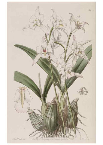 Reproducción/Reproduction 7949490478: Edwards's botanical register.. London :James Ridgway,1829-1847.