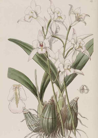 Reproducción/Reproduction 7949490478: Edwards's botanical register.. London :James Ridgway,1829-1847.