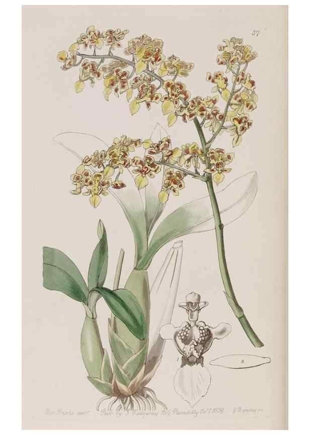 Reproducción/Reproduction 7949492750: Edwards's botanical register.. London :James Ridgway,1829-1847.