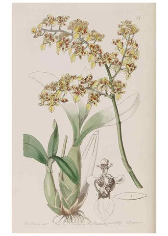 Reproducción/Reproduction 7949492750: Edwards's botanical register.. London :James Ridgway,1829-1847.