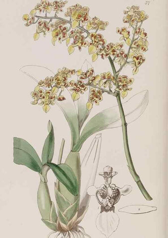 Reproducción/Reproduction 7949492750: Edwards's botanical register.. London :James Ridgway,1829-1847.