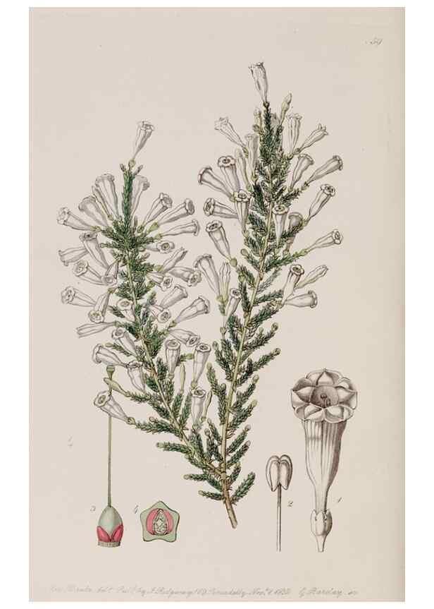 Reproducción/Reproduction 7949494116: Edwards's botanical register.. London :James Ridgway,1829-1847.