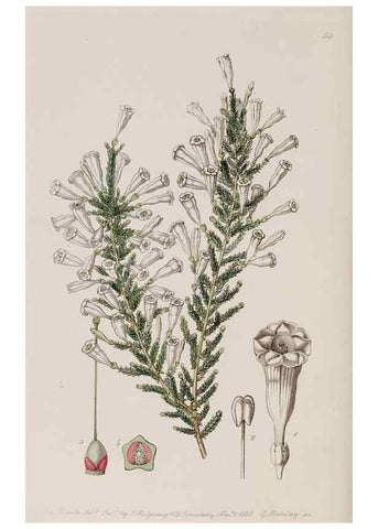 Reproducción/Reproduction 7949494116: Edwards's botanical register.. London :James Ridgway,1829-1847.