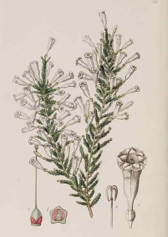 Reproducción/Reproduction 7949494116: Edwards's botanical register.. London :James Ridgway,1829-1847.
