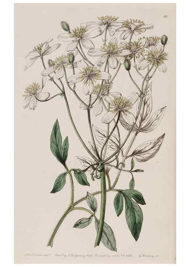 Reproducción/Reproduction 7949495460: Edwards's botanical register.. London :James Ridgway,1829-1847.