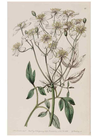 Reproducción/Reproduction 7949495460: Edwards's botanical register.. London :James Ridgway,1829-1847.