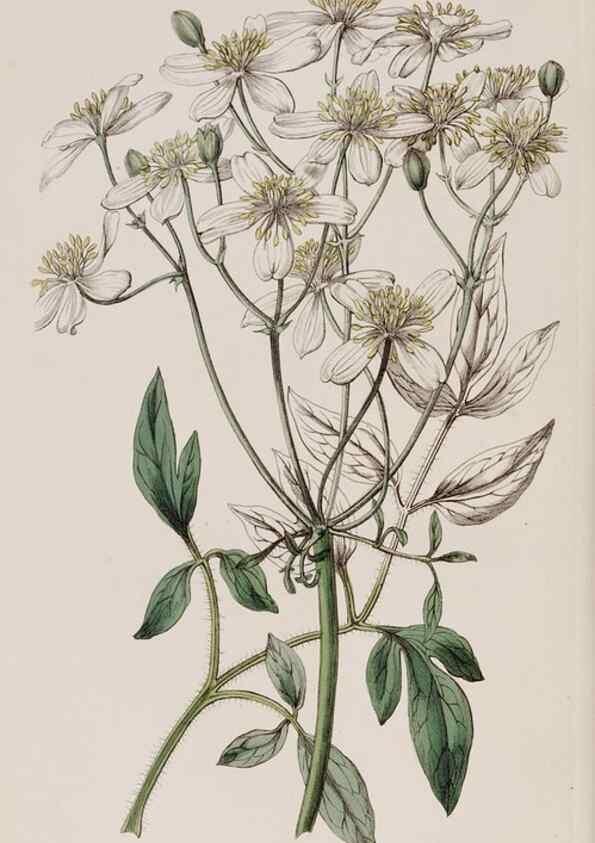 Reproducción/Reproduction 7949495460: Edwards's botanical register.. London :James Ridgway,1829-1847.