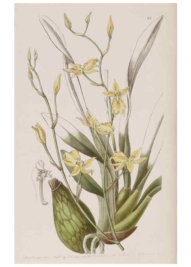Reproducción/Reproduction 7949496194: Edwards's botanical register.. London :James Ridgway,1829-1847.