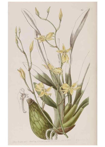 Reproducción/Reproduction 7949496194: Edwards's botanical register.. London :James Ridgway,1829-1847.