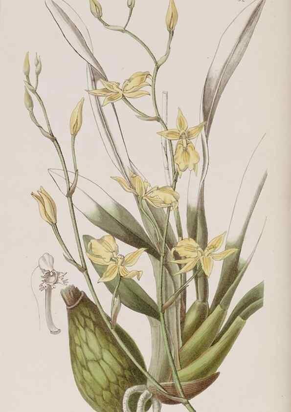 Reproducción/Reproduction 7949496194: Edwards's botanical register.. London :James Ridgway,1829-1847.