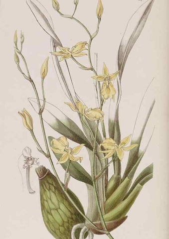 Reproducción/Reproduction 7949496194: Edwards's botanical register.. London :James Ridgway,1829-1847.