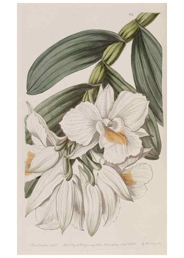 Reproducción/Reproduction 7949497654: Edwards's botanical register.. London :James Ridgway,1829-1847.
