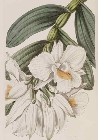 Reproducción/Reproduction 7949497654: Edwards's botanical register.. London :James Ridgway,1829-1847.