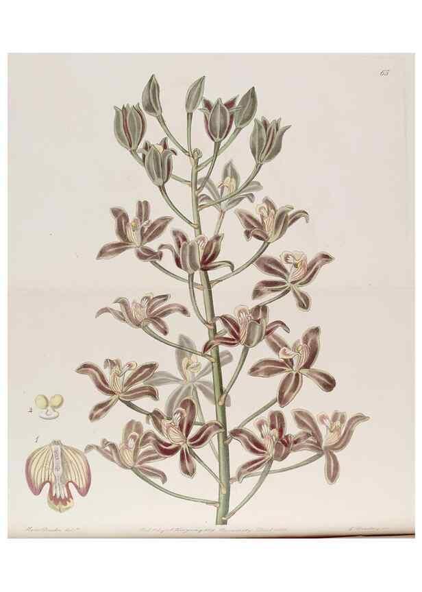 Reproducción/Reproduction 7949498538: Edwards's botanical register.. London :James Ridgway,1829-1847.