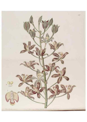 Reproducción/Reproduction 7949498538: Edwards's botanical register.. London :James Ridgway,1829-1847.