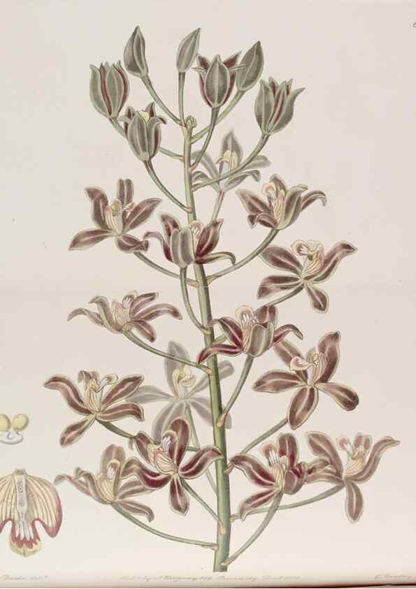 Reproducción/Reproduction 7949498538: Edwards's botanical register.. London :James Ridgway,1829-1847.