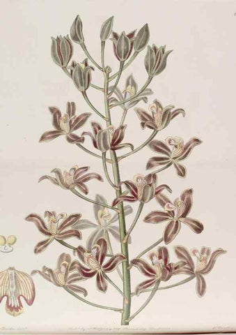 Reproducción/Reproduction 7949498538: Edwards's botanical register.. London :James Ridgway,1829-1847.