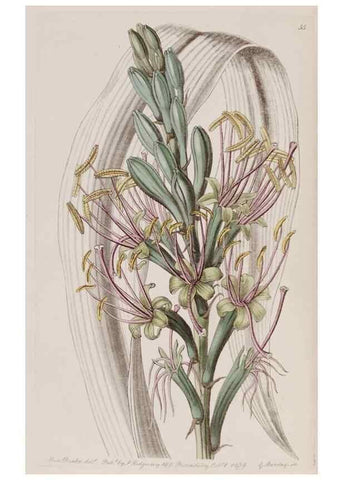 Reproducción/Reproduction 7949491218: Edwards's botanical register.. London :James Ridgway,1829-1847.