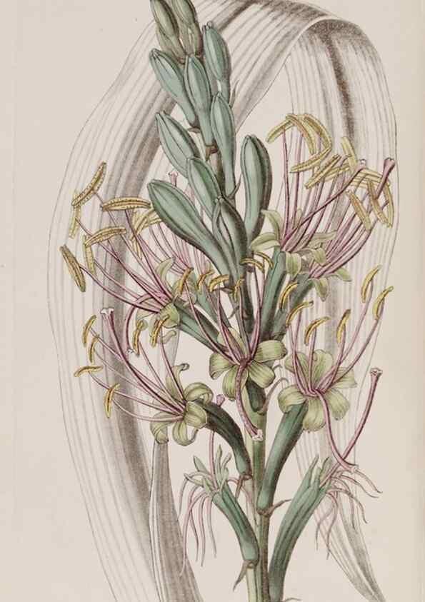 Reproducción/Reproduction 7949491218: Edwards's botanical register.. London :James Ridgway,1829-1847.