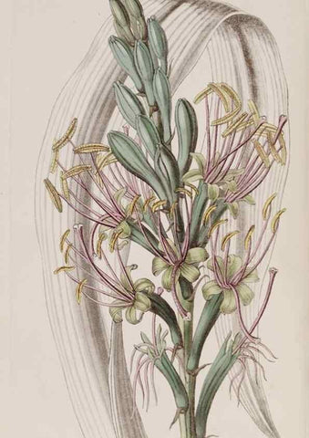 Reproducción/Reproduction 7949491218: Edwards's botanical register.. London :James Ridgway,1829-1847.
