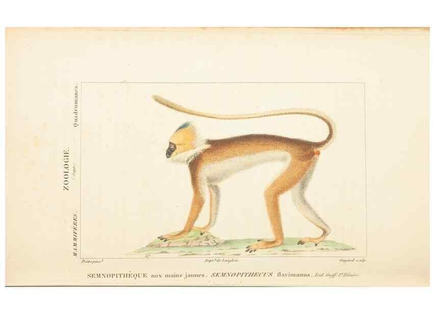 Reproducción/Reproduction 7780664342: Atlas de zoologie :. Paris :Germer Bailliere,1844.