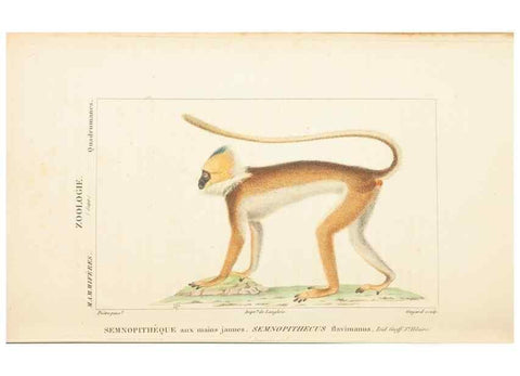 Reproducción/Reproduction 7780664342: Atlas de zoologie :. Paris :Germer Bailliere,1844.