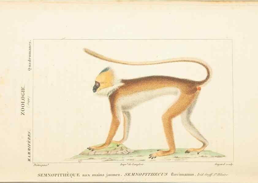 Reproducción/Reproduction 7780664342: Atlas de zoologie :. Paris :Germer Bailliere,1844.