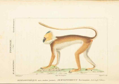 Reproducción/Reproduction 7780664342: Atlas de zoologie :. Paris :Germer Bailliere,1844.