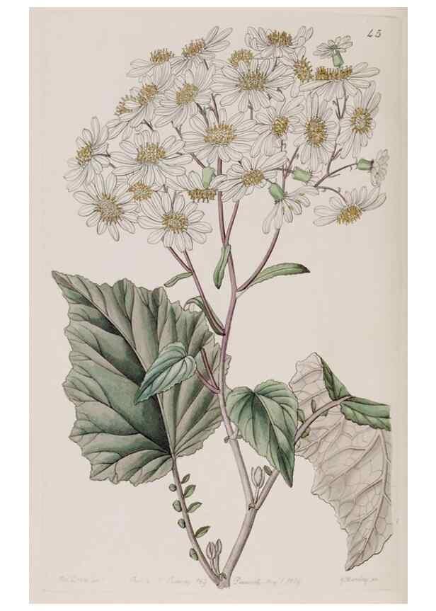 Reproducción/Reproduction 7949453600: Edwards's botanical register.. London :James Ridgway,1829-1847.