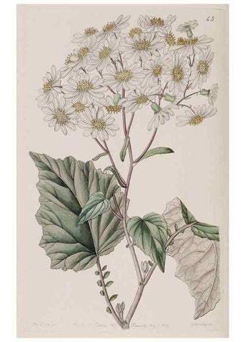 Reproducción/Reproduction 7949453600: Edwards's botanical register.. London :James Ridgway,1829-1847.