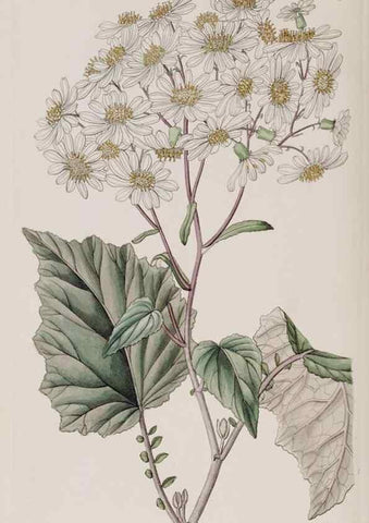 Reproducción/Reproduction 7949453600: Edwards's botanical register.. London :James Ridgway,1829-1847.