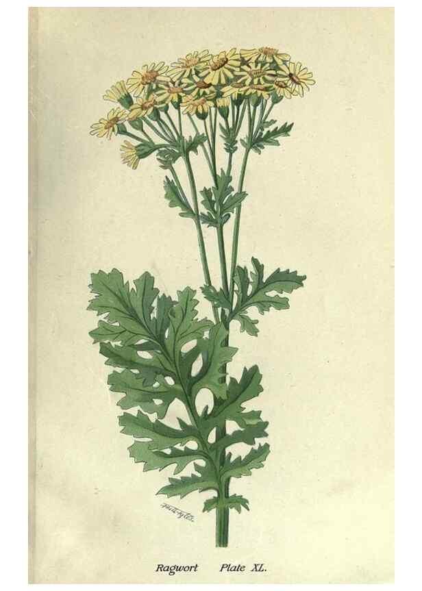 Reproducción/Reproduction 7944433810: Principal poisonous plants of Canada /. Ottawa :Dept. of Agriculture, Dominion Experimental Farms,1920.