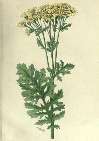 Reproducción/Reproduction 7944433810: Principal poisonous plants of Canada /. Ottawa :Dept. of Agriculture, Dominion Experimental Farms,1920.