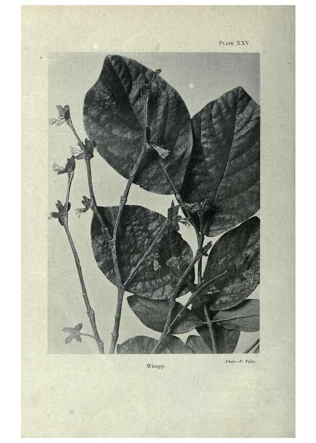 Reproducción/Reproduction 7944419772: Principal poisonous plants of Canada /. Ottawa :Dept. of Agriculture, Dominion Experimental Farms,1920.