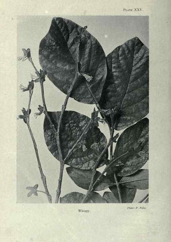 Reproducción/Reproduction 7944419772: Principal poisonous plants of Canada /. Ottawa :Dept. of Agriculture, Dominion Experimental Farms,1920.