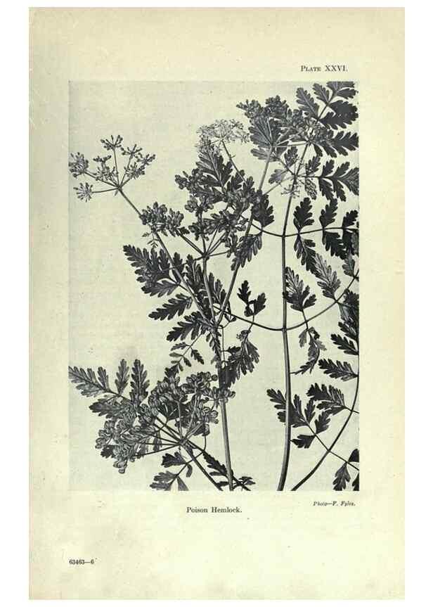 Reproducción/Reproduction 7944420566: Principal poisonous plants of Canada /. Ottawa :Dept. of Agriculture, Dominion Experimental Farms,1920.