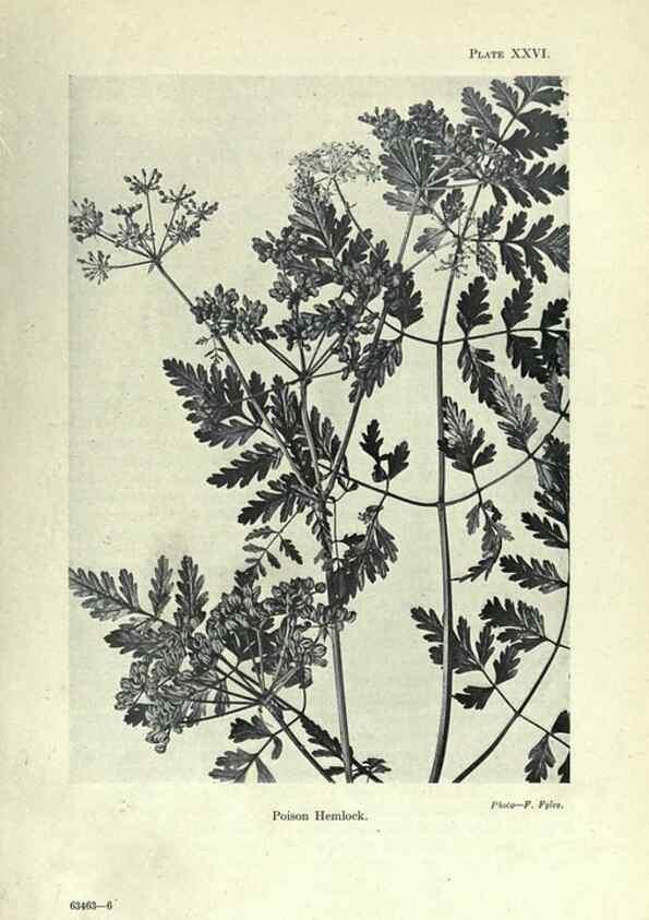 Reproducción/Reproduction 7944420566: Principal poisonous plants of Canada /. Ottawa :Dept. of Agriculture, Dominion Experimental Farms,1920.