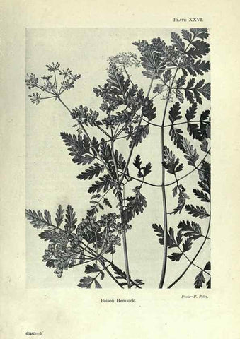 Reproducción/Reproduction 7944420566: Principal poisonous plants of Canada /. Ottawa :Dept. of Agriculture, Dominion Experimental Farms,1920.