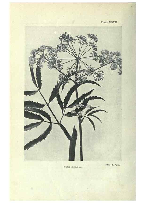 Reproducción/Reproduction 7944421350: Principal poisonous plants of Canada /. Ottawa :Dept. of Agriculture, Dominion Experimental Farms,1920.