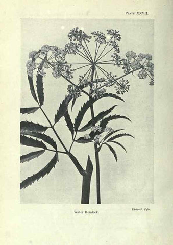 Reproducción/Reproduction 7944421350: Principal poisonous plants of Canada /. Ottawa :Dept. of Agriculture, Dominion Experimental Farms,1920.