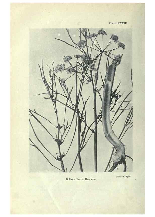 Reproducción/Reproduction 7944422060: Principal poisonous plants of Canada /. Ottawa :Dept. of Agriculture, Dominion Experimental Farms,1920.