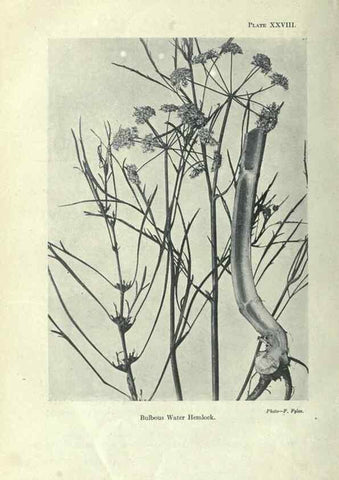 Reproducción/Reproduction 7944422060: Principal poisonous plants of Canada /. Ottawa :Dept. of Agriculture, Dominion Experimental Farms,1920.